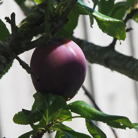 Allis Kajuete * Lubeka