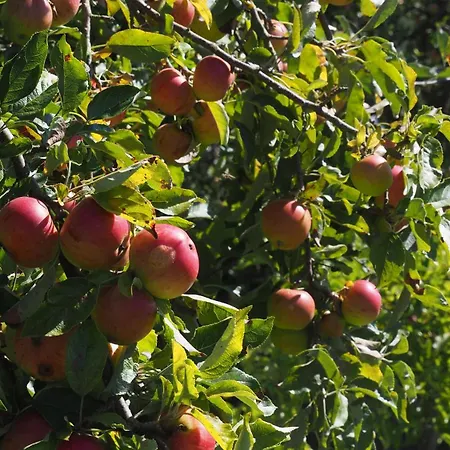 Allis Kajuete - Entspannen Im Grossen Garten Oder Vorm Kamin * Lübeck