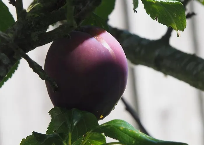 Allis Kajuete * Lubeka